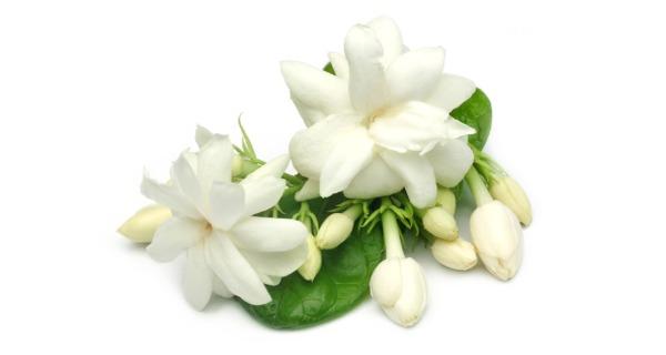 5 cách dùng hoa nhài làm trà tốt cho sức khỏe
