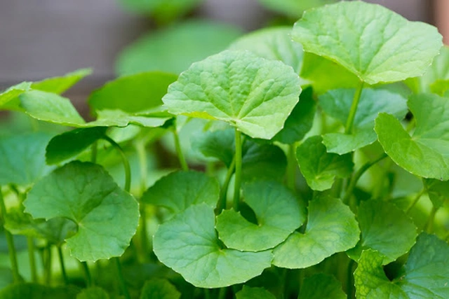 Thuốc nam chữa cảm nắng trong mùa hè