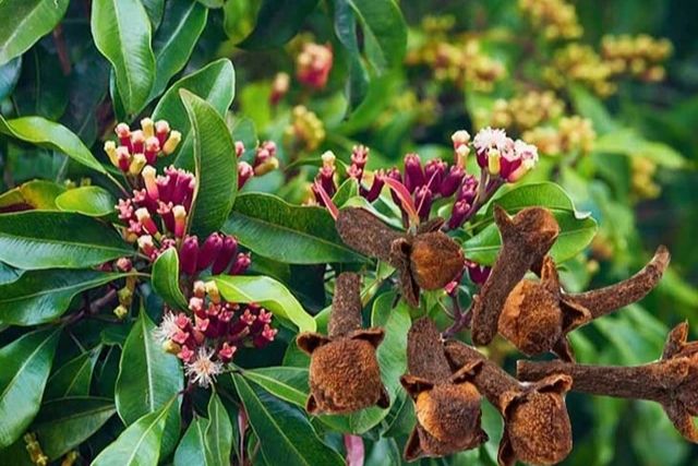 7 lợi ích sức khỏe khi uống nước đinh hương lúc bụng đói