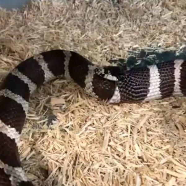 Rắn vua quẫn trí tự ăn thịt chính mình và lý do bất ngờ