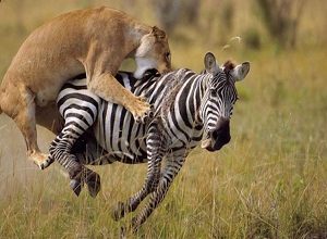 Tưởng không lối thoát, ngựa vằn vẫn kiên cường thoát khỏi nanh vuốt sư tử
