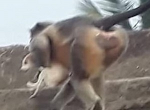 Ấn Độ: Khỉ con bị chó cắn chết, cả đàn khỉ 'báo thù' ghê rợn?