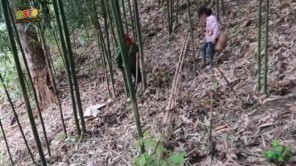 Cách tìm và đào măng đắng của người Tây Bắc (phần 1)