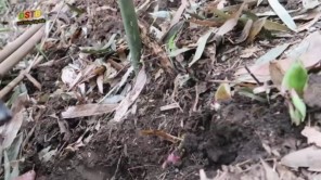 Cách tìm và đào măng đắng của người Tây Bắc (phần 2)