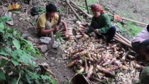 Cách tìm và đào măng đắng của người Tây Bắc (phần 7)