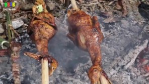 Tiết canh ngan, thịt ngan nướng, uống rượu mơ trong rừng (phần 2)