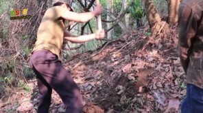 Đào rắn hổ mang trốn trong ụ mối (phần 1)