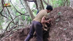 Đào rắn hổ mang trốn trong ụ mối (phần 4)