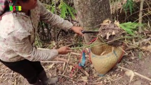 Vào rừng lay tìm bắt tổ kiến về làm gỏi (phần 7)