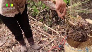 Vào rừng lay tìm bắt tổ kiến về làm gỏi (phần 8)