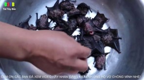 Bắt dơi về nướng ăn (phần 1)