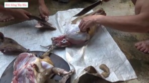 Lên Tây Bắc ăn lợn thả rừng thui nóng (phần 2)