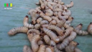 Lên Tây Bắc bắt sâu rừng nướng (phần 1)