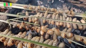 Lên Tây Bắc bắt sâu rừng nướng (phần 2)