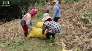 Thịt chim nướng băm trộn rau thơm - Bữa trưa trên nương (phần 2)