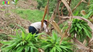 Thịt chim nướng băm trộn rau thơm - Bữa trưa trên nương (phần 3)