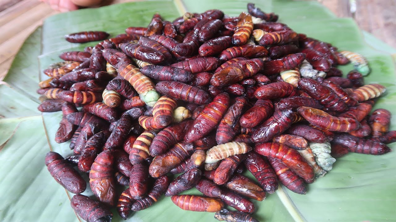 Ăn sâu rừng độ sốc cực mạnh (Phần 4)
