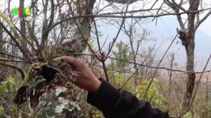 Vào rừng tìm phong lan hiếm (phần 5)