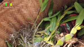 Vào rừng tìm phong lan hiếm (phần 6)