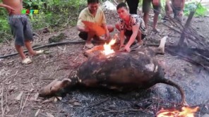 Xẻ thịt bò giữa rừng (phần 2)