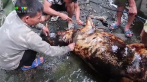Xẻ thịt bò giữa rừng (phần 3)