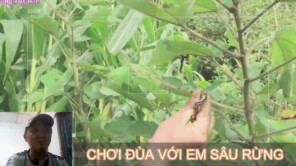 Sâu rừng xào lá lốt Đặc sản miễn chê Tây Bắc