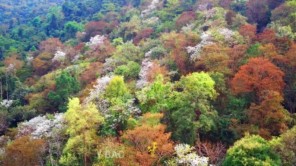 Chiêm ngưỡng khung cảnh hoa ban Tây Bắc nở trắng rừng tuyệt đẹp