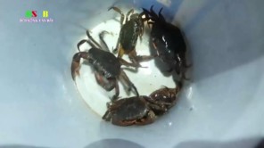 Bắt cua đá ở Tây Bắc (phần 1)