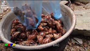 Ốc sên nướng mẻ - đặc sản Tây Bắc