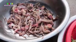 Ếch nướng ống lam Tây Bắc (phần 1)