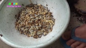 Món ngon Tây Bắc - Nhộng ong nấu măng chua (phần 1)