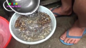 Món ngon Tây Bắc - Nhộng ong nấu măng chua (phần 2)