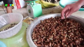 Chợ côn trùng Tây Bắc (phần 2)