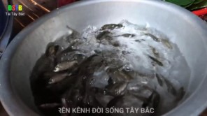 Ăn cá nhảy nhanh nhất mọi thời đại