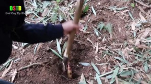Lên Tây Bắc đào măng rồi nướng luôn trên đồi (phần 1)