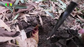 Lên Tây Bắc đào măng rồi nướng luôn trên đồi (phần 2)