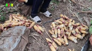 Lên Tây Bắc đào măng rồi nướng luôn trên đồi (phần 3)