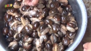 Ốc ngậm vỏ - Món ăn kỳ lạ của người Tây Bắc (phần 1)