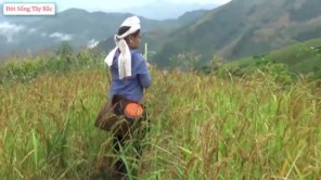 Vùng cao mùa lúa nương chín (phần 2)