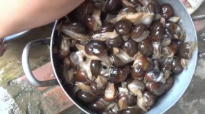 Món ăn từ loài ốc kỳ lạ của người Thái Tây Bắc (phần 1)