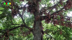 Vào rừng hái quả dâu da (phần 1)