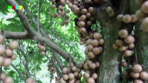 Vào rừng hái quả dâu da (phần 2)