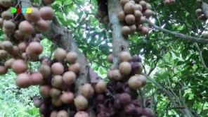 Vào rừng hái quả dâu da (phần 3)