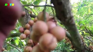 Vào rừng hái quả dâu da (phần 4)
