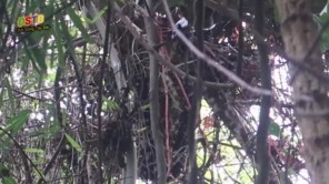 Vào rừng lấy tổ ong khoái siêu to khổng lồ (phần 1)