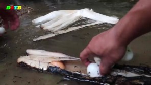 Lên Tây Bắc xem luộc trứng bằng cây chuối rừng (phần 2)