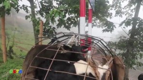 Đi mua dê ở Tà Xùa (phần 1)