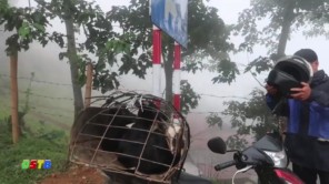 Đi mua dê ở Tà Xùa (phần 2)
