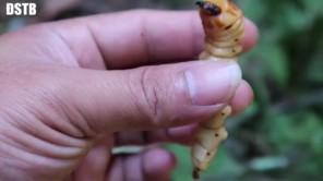 Đi bắt sâu cây nướng ăn trong rừng (phần 1)