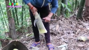 Lên Tây Bắc hái măng tre khủng về làm măng chua (phần 1)
